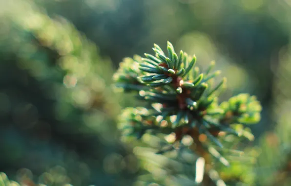 Green, spruce, twig