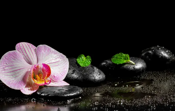 Картинка цветок, вода, орхидея, листики, спа камни