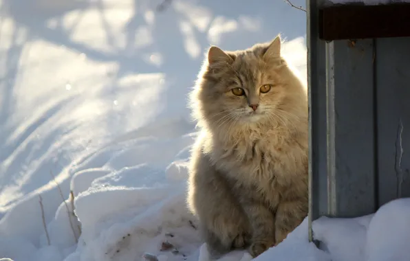 Картинка зима, кошка, кот, взгляд, свет, снег, серый, забор