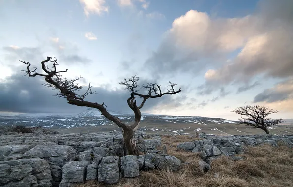 Картинка камни, дерево, England, Ingleton