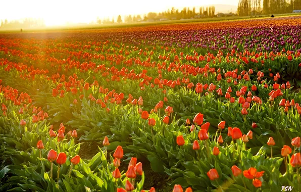 Закат, тюльпаны, Washington, LaConner