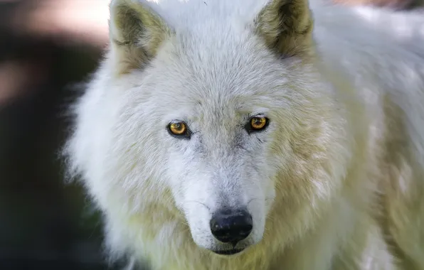 Взгляд, морда, арктический волк, Мелвильский островной волк