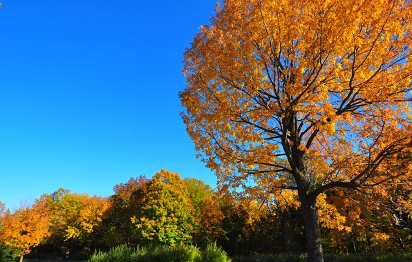 Картинка осень, небо, трава, листья, дерево