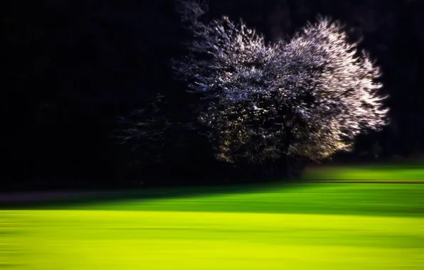 Картинка ночь, дерево, лужайка