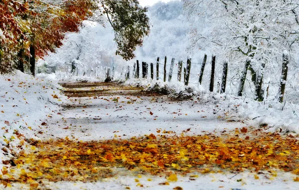 Картинка дорога, осень, листья, снег