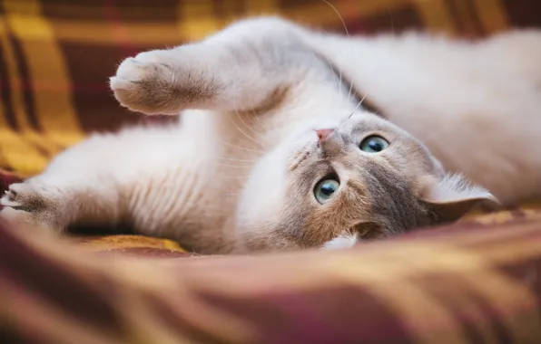 Кошка, кот, взгляд, поза, котенок, лапки, лежит, плед