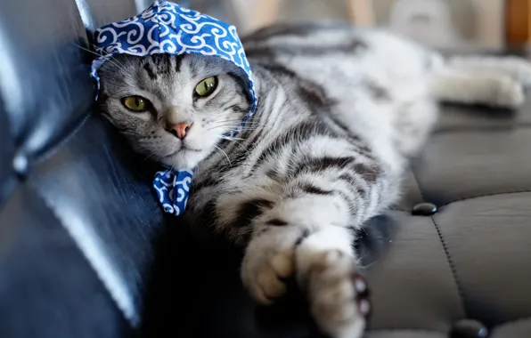Картинка кошка, взгляд, платок