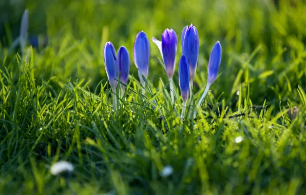 Картинка трава, макро, фокус, весна, лепестки, размытость, бутоны, синие