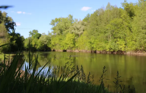 Зелень, небо, вода, макро, река, green, widescreen, wallpaper