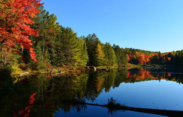 Картинка осень, лес, небо, деревья, закат, озеро, пруд