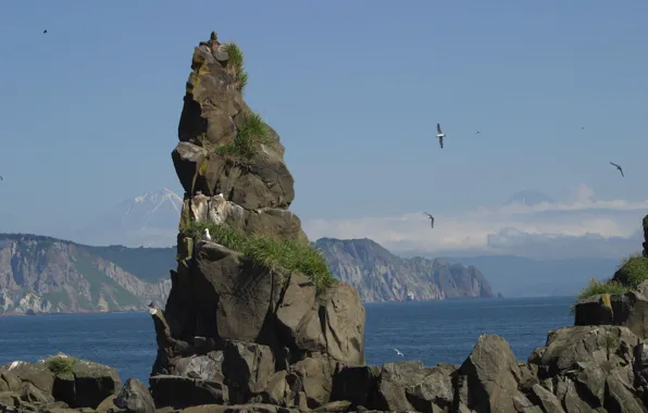 Картинка море, скала, фото, чайки, Камчатка