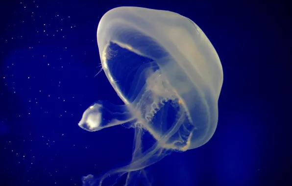 Картинка медуза, прозрачная, Желе