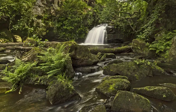 Картинка лес, река, камни, Англия, водопад, папоротник, England, Thomason Foss Waterfall