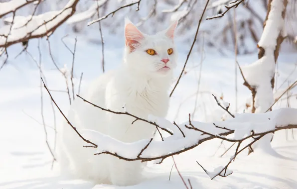 Зима, кошка, белый, кот, взгляд, свет, снег, ветки