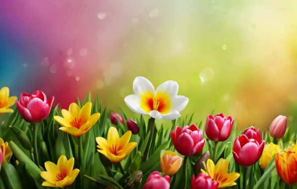 Картинка поле, цветы, весна, colorful, цветение, flowers, spring, bright