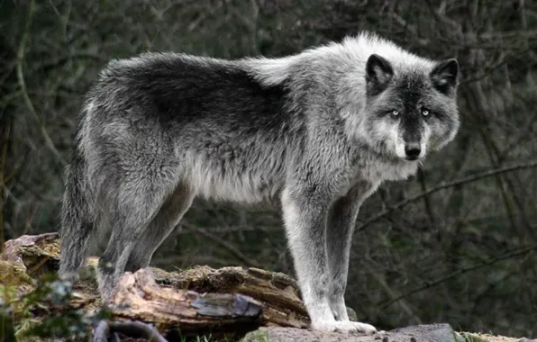 Nature, predator, animal, wolf, wildlife, portrait, The Boss, portrait.