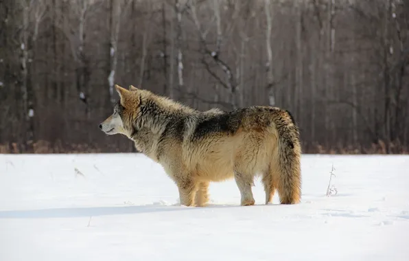 Картинка зима, природа, волк