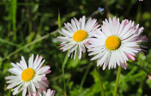 Flower, spring, daisy