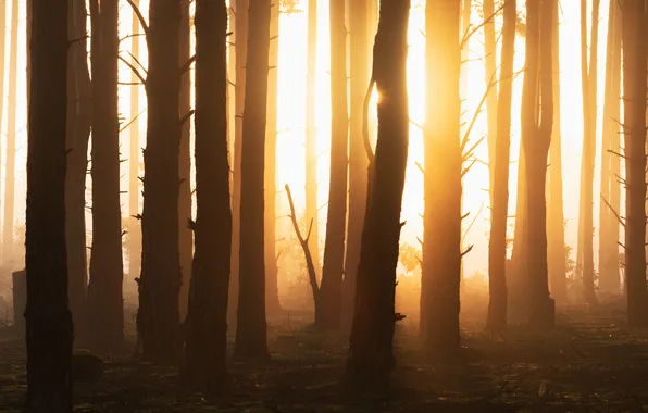 Forest, trees, sun rays