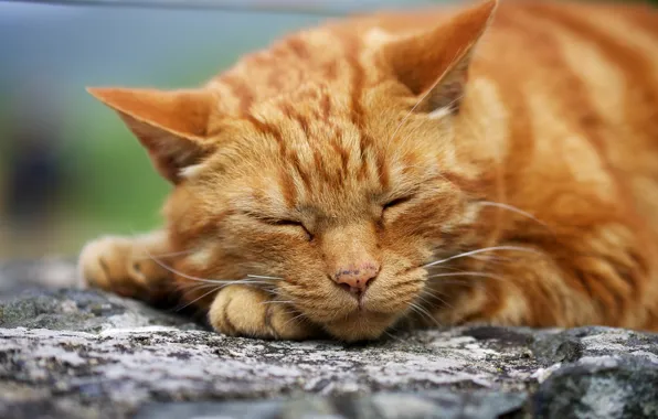 Картинка кот, макро, рыжий, спит, мордашка