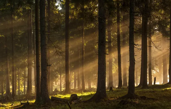 Лес, лучи, деревья, forest, trees, rays, Ioan Ovidiu Lazar