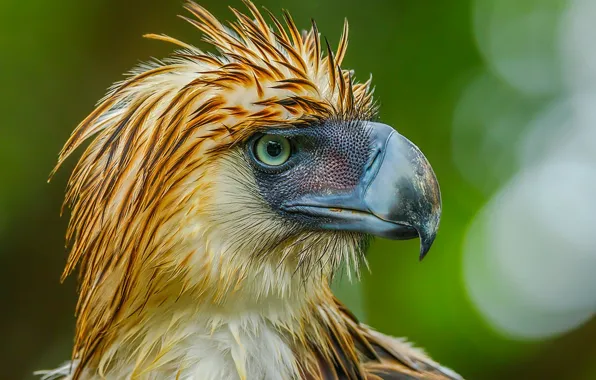 Картинка bird, predator, philippine-eagle, philippines-