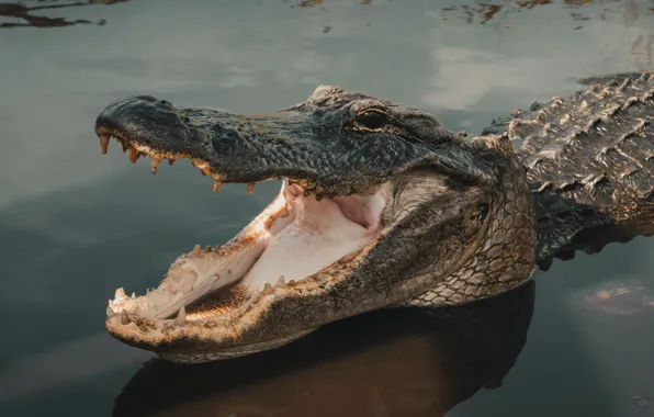 Animal, crocodile, turtle, reptile, alligator, sea life, wildlif