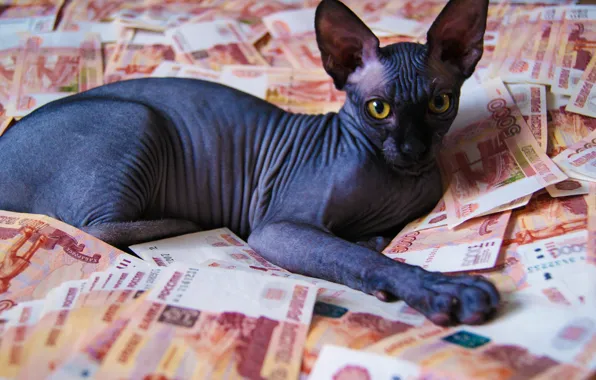 Котенок, деньги, кот в деньгах, сфинксы, лысый котенок, лысый кот, сфинкс котенок