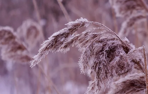 Winter, frost, twig, hoarfrost