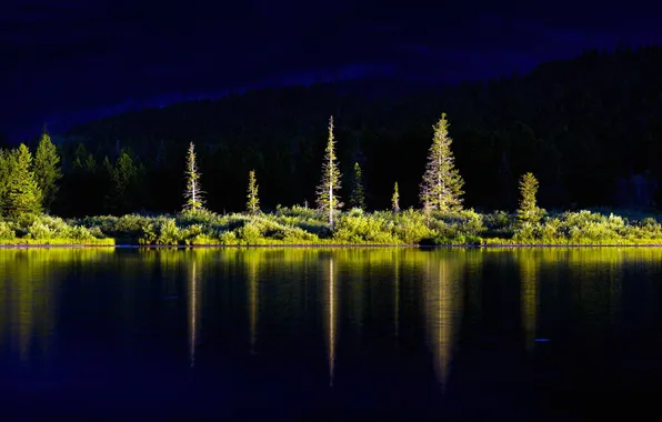 Деревья, пейзаж, озеро, Монтана, США, Glacier National Park, Swiftcurrent Lake