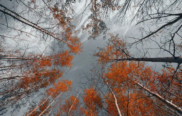 Картинка осень, небо, деревья