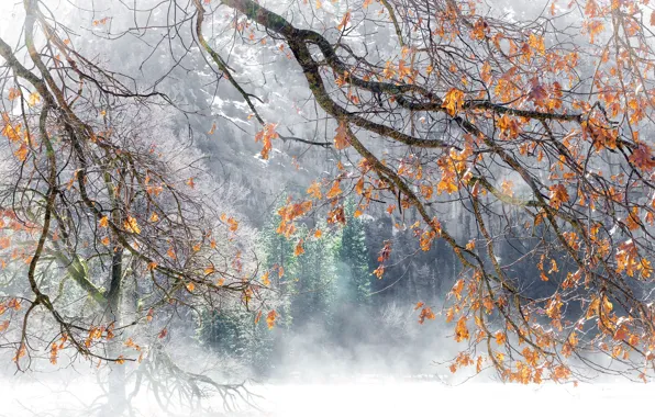 Картинка деревья, природа, фон