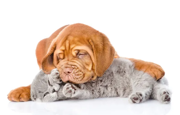 Кошка, собака, Dog, Cat, Бордоский дог, Kittens
