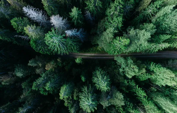 Картинка дорога, лес, Швеция, Sweden, вид сверху, Gavle