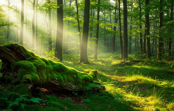 Лес, трава, мох, красиво, wallpaper, grass, коряга, forest