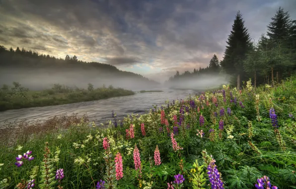 Картинка лес, лето, деревья, цветы, туман, река, Норвегия, люпин