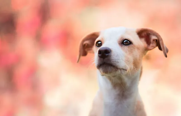 Взгляд, друг, собака