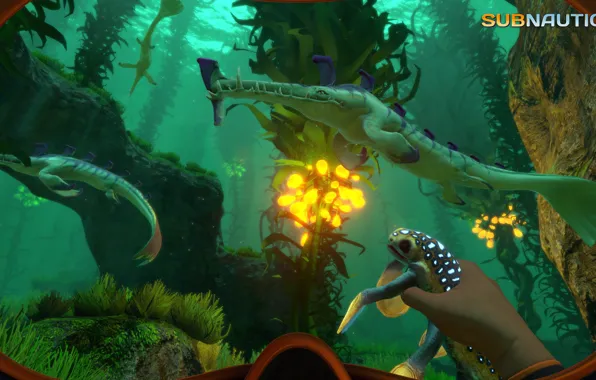 Животные, растения, дно, Subnautica