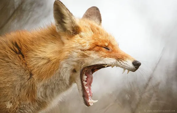 Animal, wildlife, red fox, yawning