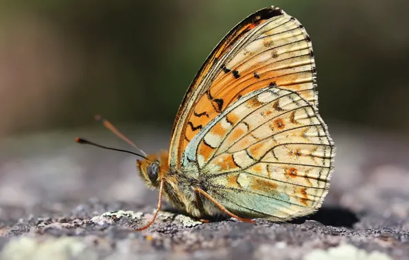 Картинка фон, бабочка, насекомое