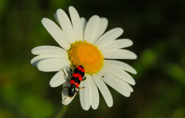 White, flower, insect