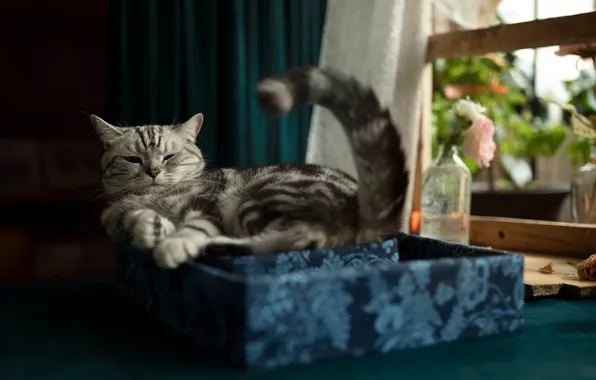 Кошка, кот, взгляд, цветы, поза, коробка, окно, хвост