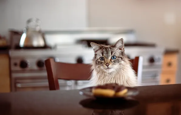Картинка кошка, кот, стол, тарелка, кухня