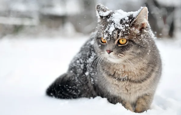 Картинка зима, кот, снег