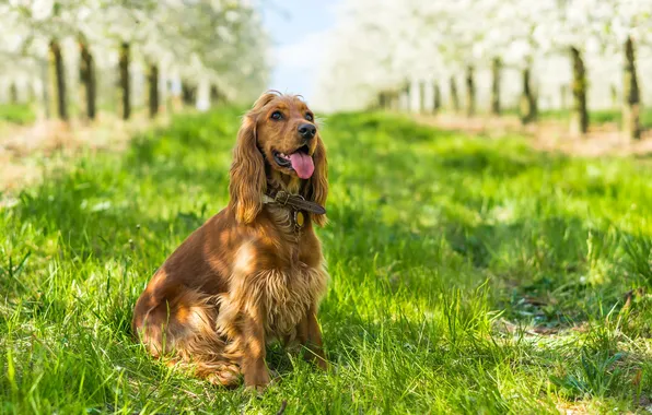 Red, single, red-haired, redhaired, spaniel, purebreed