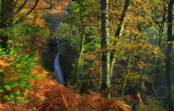 Картинка осень, лес, деревья, ветки, Англия, водопад, кусты, Dockray