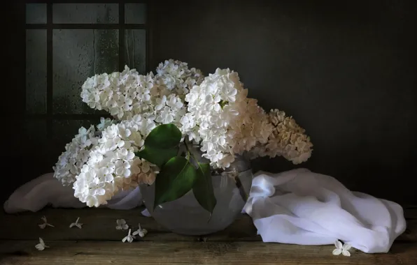 Картинка белый, букет, сирень