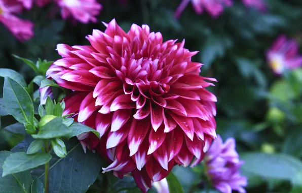 Капли, георгин, Closeup, Dahlias