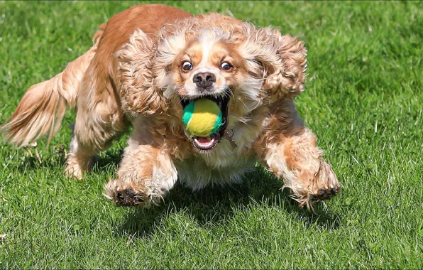Глаза, мяч, собака, вратарь, eyes, dog, смешное, funny