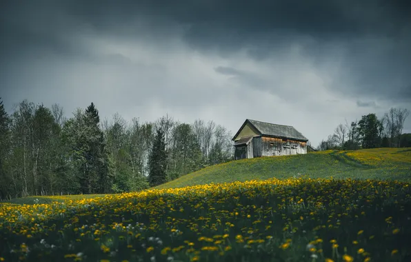 Поле, лес, небо, цветы, тучи, пасмурно, холм, луг